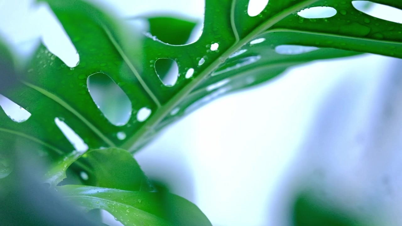 Dettagli di una foglia matura di Monstera