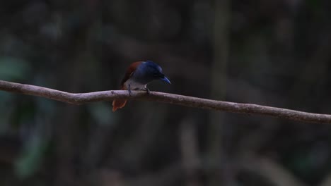 looking down while perched on a vine then flies down to take a bath in a small puddle of water, blyth's paradise-flycatcher terpsiphone affinis