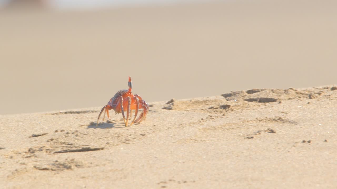Krabbe som går langs sanddynekanten og inn i hiet Piura Peru