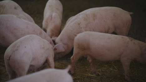 piglets in a farm pen