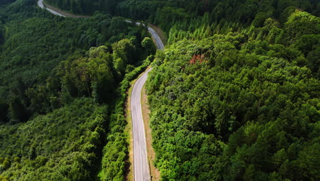 winding road through lush green forest. a scenic road winds through a dense forest of vibrant green trees, showcasing nature's beauty in a tranquil setting