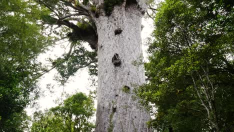 kauri tree of new zealand