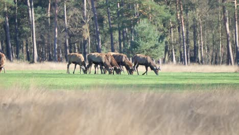 group of grazing deers on a meadow in the netherlands on a windy day