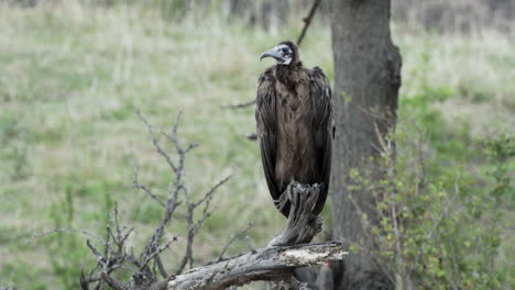 juvenile hooded vulture on a dry branch next to a tree