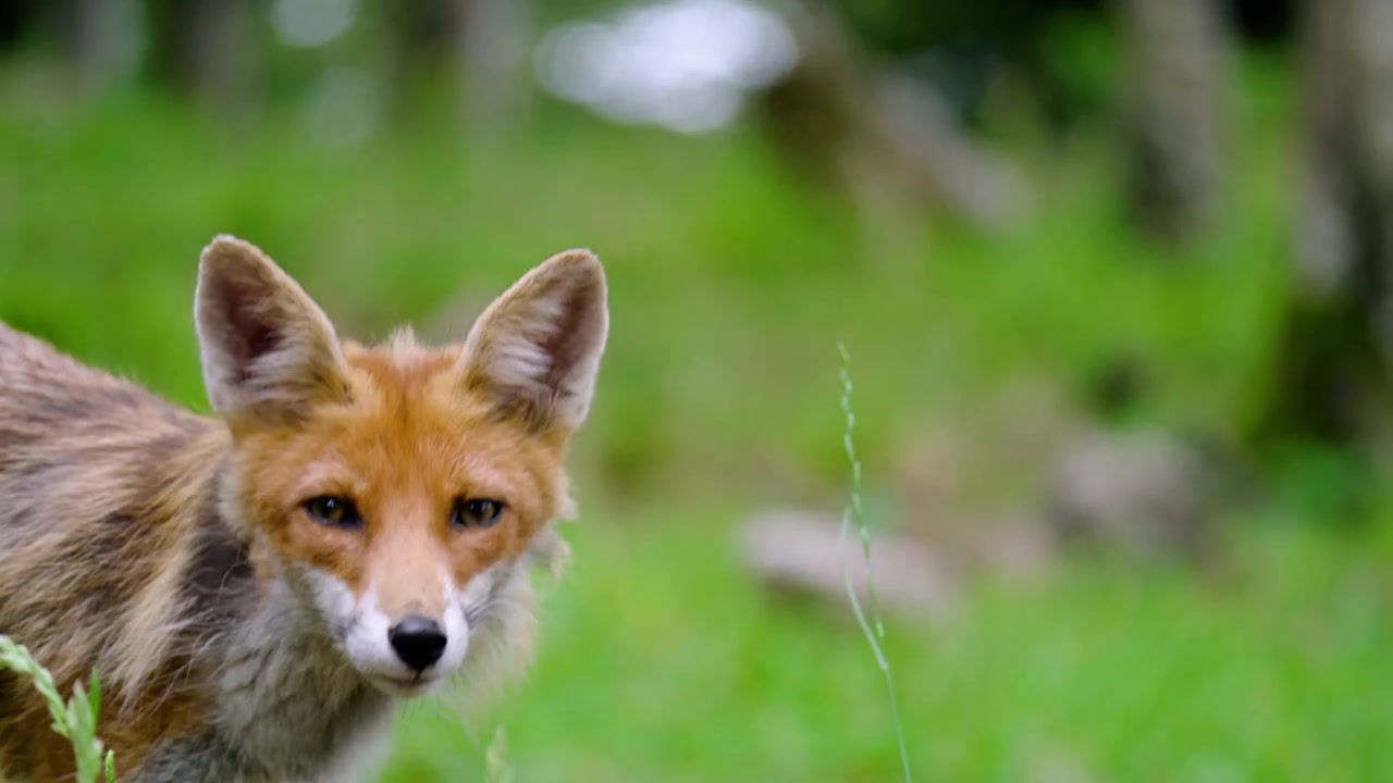 Zorro rojo buscando comida en el suelo de un bosque de hierba verde en la región de Gorski Kotar en Croacia. Toma con enfoque selectivo