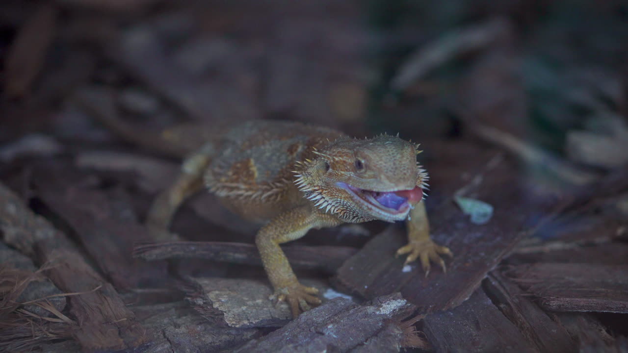 수염이 있는 드래곤