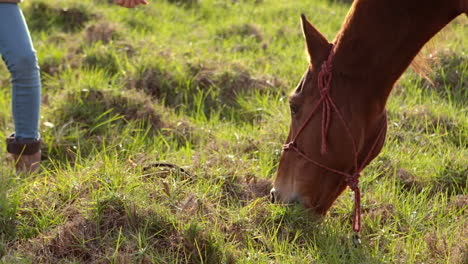 Caballo-Comiendo-Hierba-Junto-A-Una-Mujer