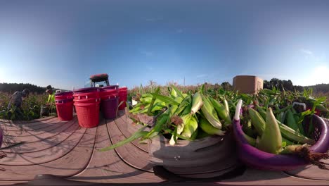 toma de 360 vr de un tractor con plataforma en el campo de maíz con hombres recogiendo maíz