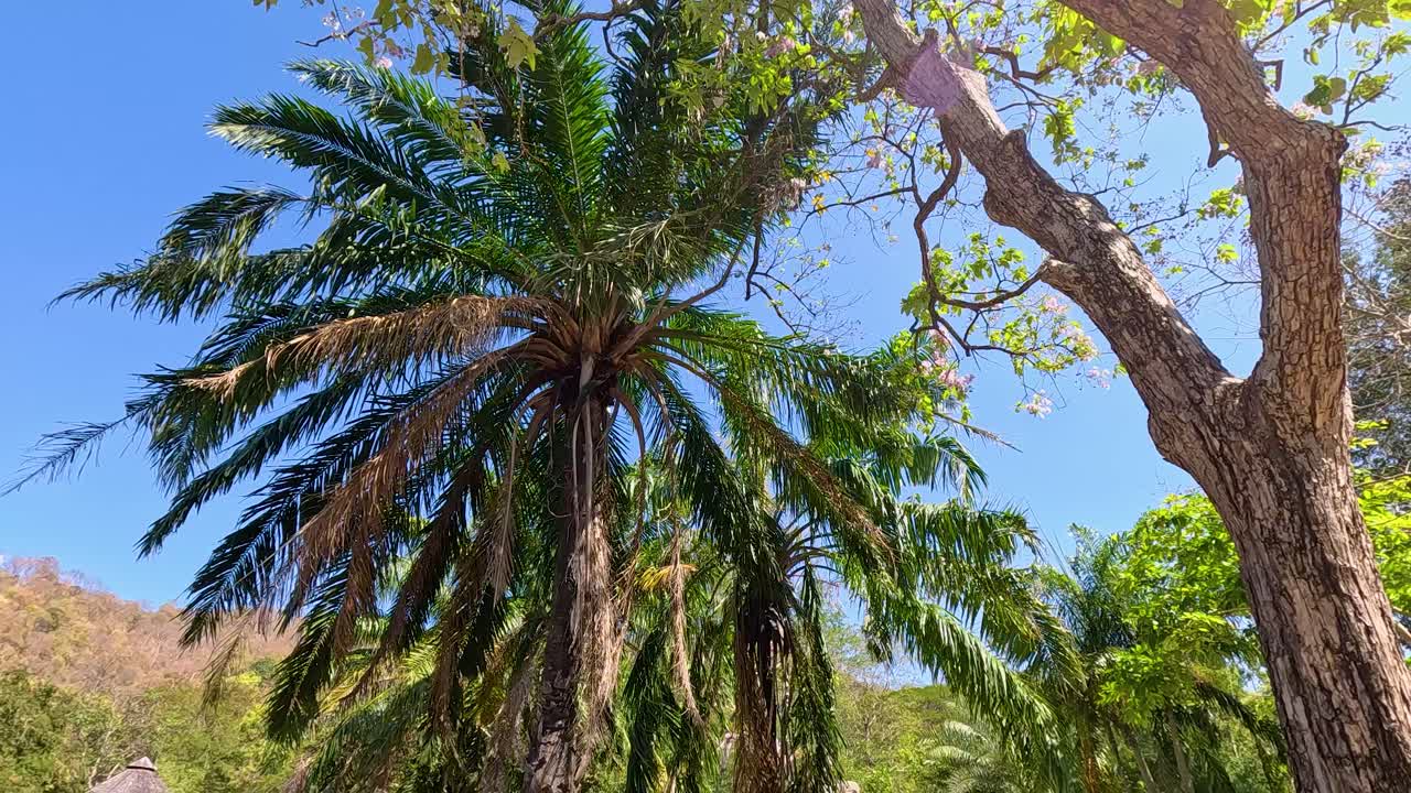 una escena tranquila del zoológico con palmeras y cielos despejados, capturando un ambiente al aire libre pacífico con belleza natural