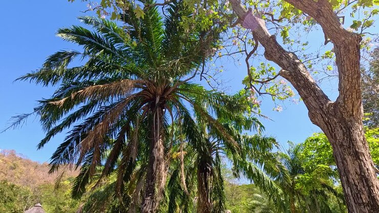 A tranquil zoo scene with palm trees and clear skies, capturing a peaceful outdoor environment with natural beauty