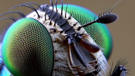 macro close-up of a fly's compound eye