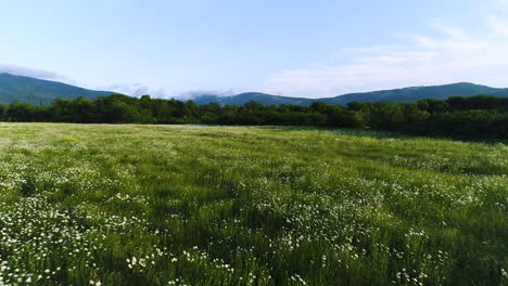 flower-filled meadow with mountains in the background