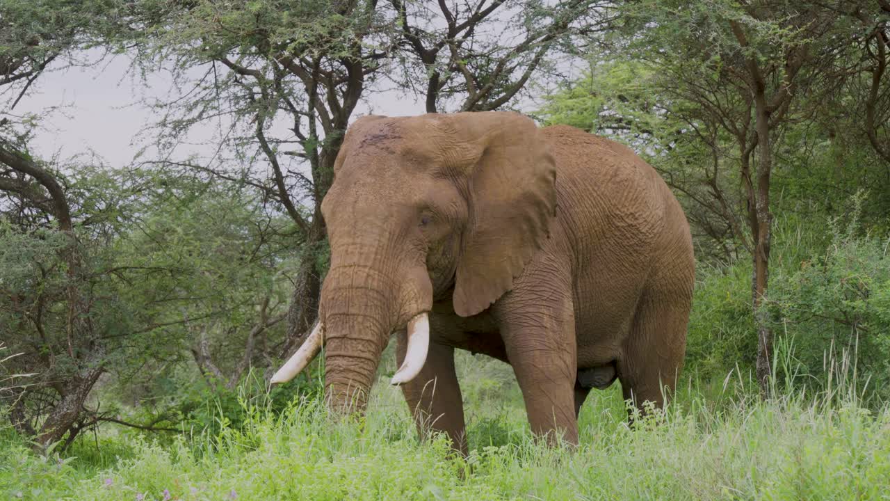 A medium Close-up of a massive bull elephant calmly grazing in thick vegetation in Amboseli, Kenya. A majestic wildlife moment showcasing raw African elephant's behavior in its natural habitat