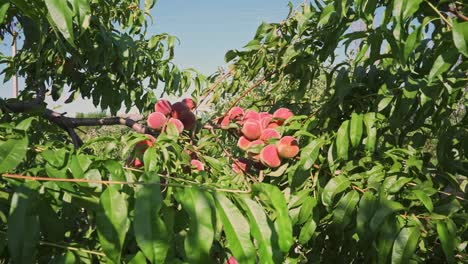 big juicy peaches on the tree. agriculture. fabulous orchard. magical sunlight. fruits ripen in the sun.