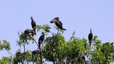 birds taking flight and perching on tree branches