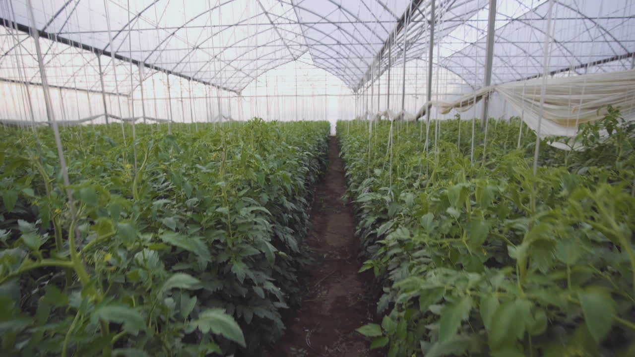 Tomato plants growing in a greenhouse