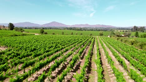 paisaje rural con viñedos en espaldera en la región vinícola del valle de cachapoal, chile central