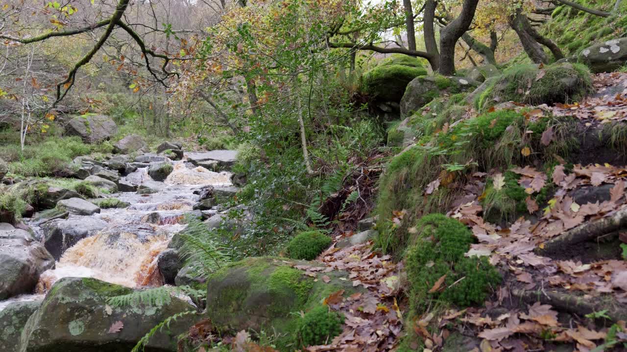 Peaceful autumn and winter woodland, a tranquil stream beside the riverbank, golden oak trees, and falling bronze leaves