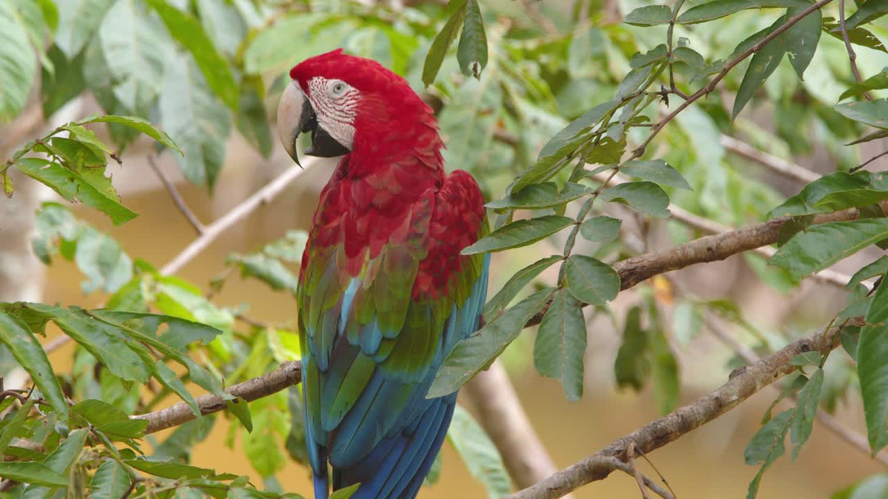 Single Green Winged macaw perched in a tree preening its feathers as a morning routine in the Peruvian rain forest