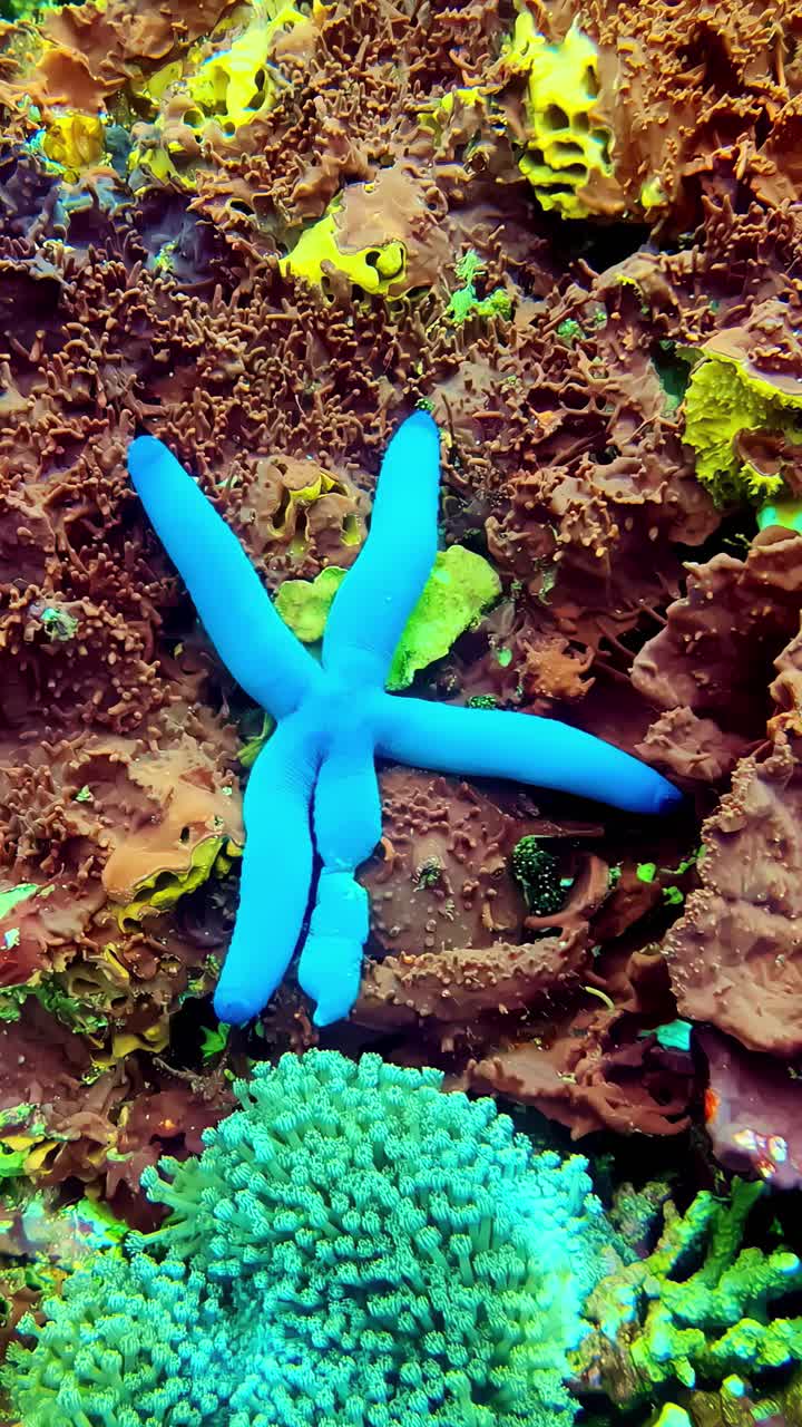 Vertical close-up of a Linckia laevigata on ocean floor