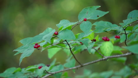 Geißblattzweig-Mit-Roten-Beeren-Wiegt-Sich-Sanft-Im-Wind