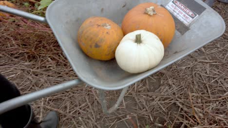 Tracking-shot-of-wheelbarrow-loaded-with-orange-and-white-pumpkins