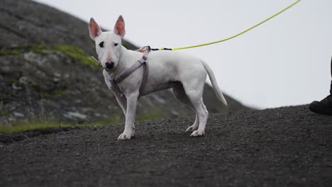 un cachorro de bull terrier blanco en miniatura con un lindo arnés rosa se para al lado de su humano