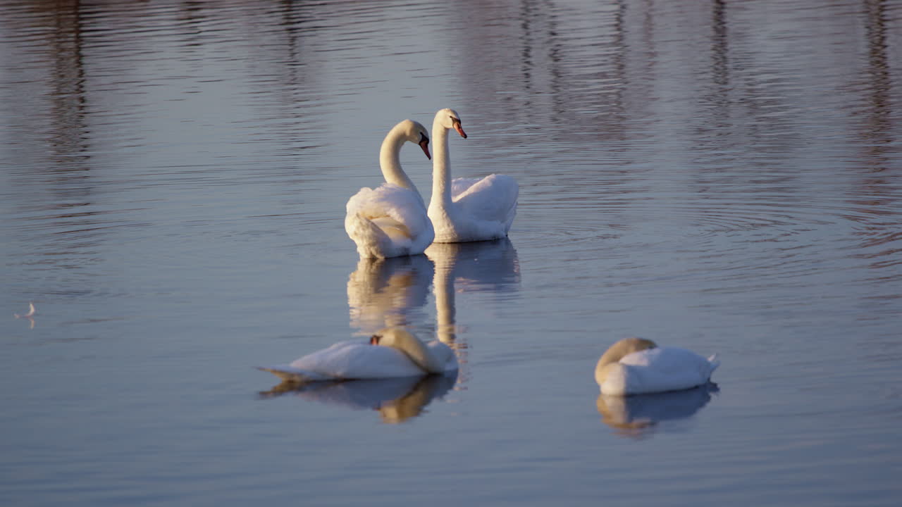 Swans showing off mating displays and preening in dreamy slow motion.