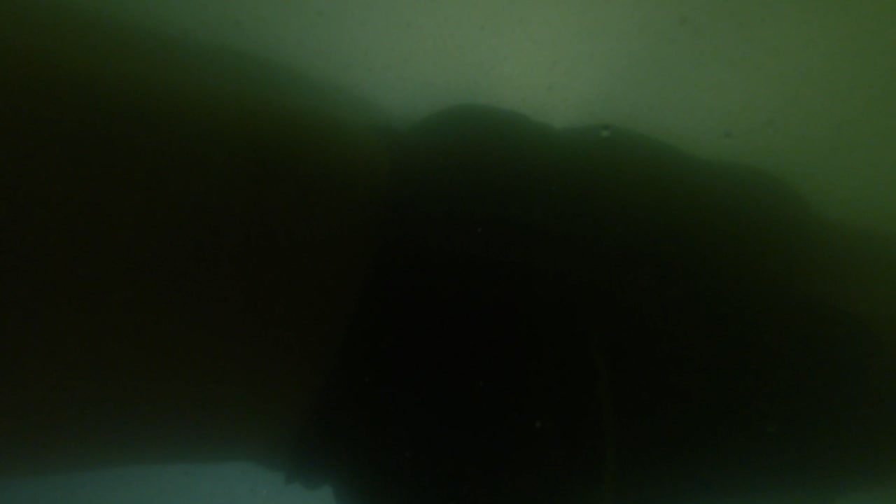 4k силуэт пловца, плывущего близко к объективу камеры под водой в замедленной съемке, остершельде, круинген, зеландия, нидерланды