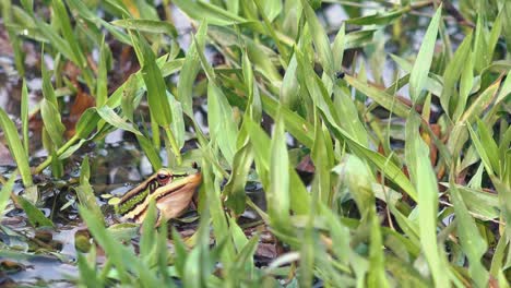 Verkleinerungsaufnahme-Von-Außen,-Aufnahme-Eines-Grünen-Frosches-Im-Wasser,-Umgeben-Von-Grünen-Wasserpflanzen-Zur-Tarnung,-Mit-Einem-Kleinen-Käfer,-Der-Tagsüber-Auf-Einem-Blatt-Kriecht