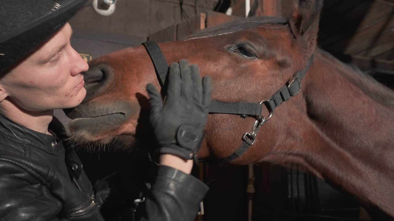 White man adjusts horse halter tandem education in stable instructor tightens halter, checks fit, offers gentle kiss to horse nose, focused gloved hands, practical lesson emphasizing trust and safety