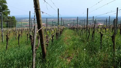 Aerial-lateral-shot-over-vineyards-on-hills-in-east-of-France