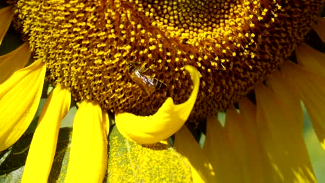 un primer plano de una abeja polinizando el girasol en verano.