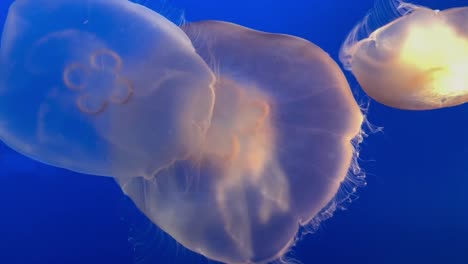 large moon jellyfish pulsing underwater