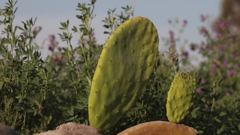 Prickly-pear-still-shot-of-african-cactus-near-an-alfalfa-field,-sunny-day