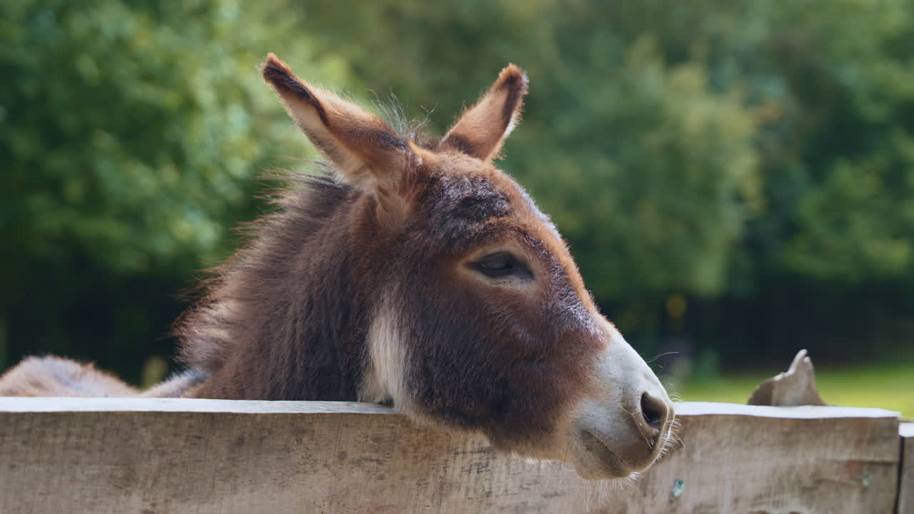 el burro norteamericano se inclina la cabeza sobre la valla de madera al aire libre en una granja - cámara lenta