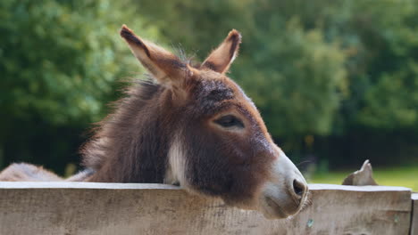 North-American-Donkey-Lean-Head-on-Wooden-Outdoor-Enclosure-Fence-in-a-Farm---slow-motion