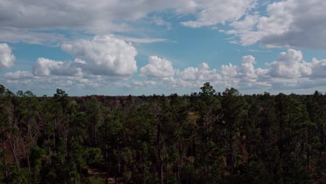 Aerial-ascending-from-in-front-of-line-of-Pine-trees-to-reveal-thick-dense-forest