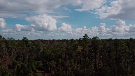 aérea que asciende desde delante de la línea de pinos para revelar un bosque denso y grueso