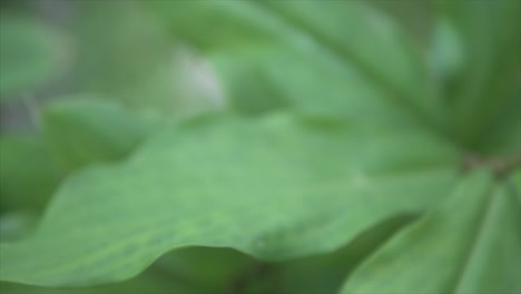 close up view of a big green leaf in the indian rain forest