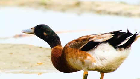 Enten-Löschen-An-Einem-Sonnigen-Tag-Ihren-Durst-An-Einem-Teich