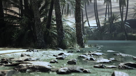 Desert-oasis-pond-with-palm-trees-and-plants