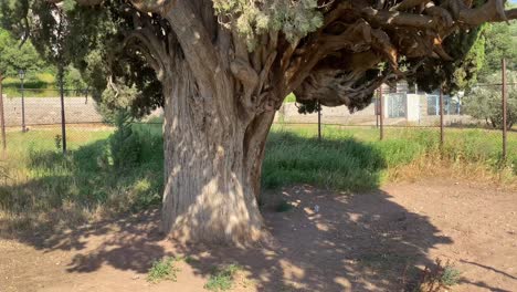 portrait of cypress green tree shadow on ground in sunny day old ancient historical traditional natural nature landmark in middle east cedar tree holy monument for religion persian people tie faith