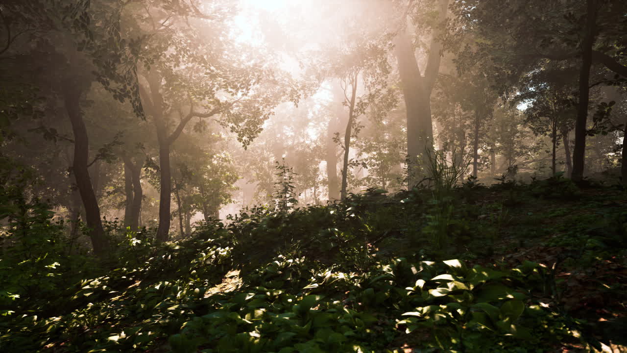 안개를 통해  ⁇ 빛으로 조명된 나무의 숲