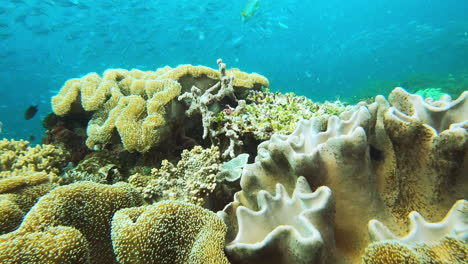 fish-swimming-along-the-coral-reefs-of-Raja-Ampat