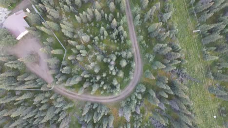 gran bosque lleno de árboles mirando hacia abajo vista aérea