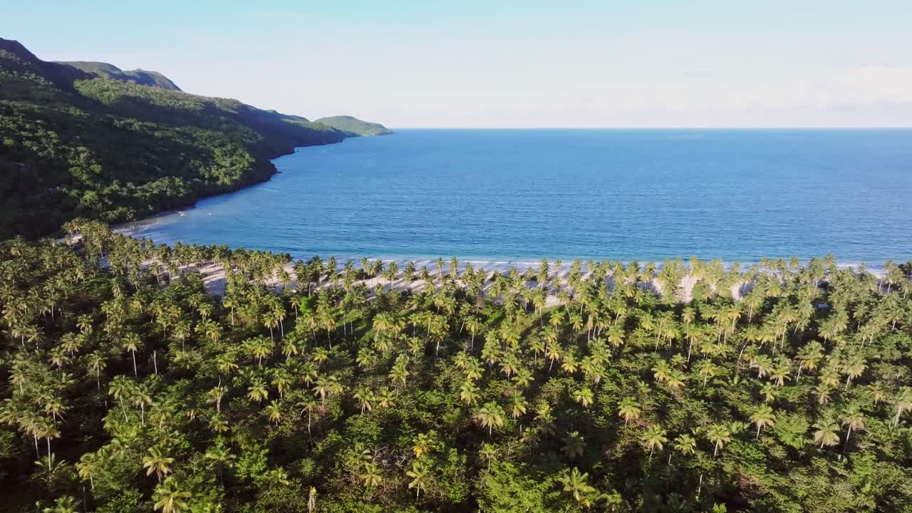 Palm trees along Playa Rincon beach, Samana in Dominican Republic, exotic and tropical landscape. Aerial backward, copy space