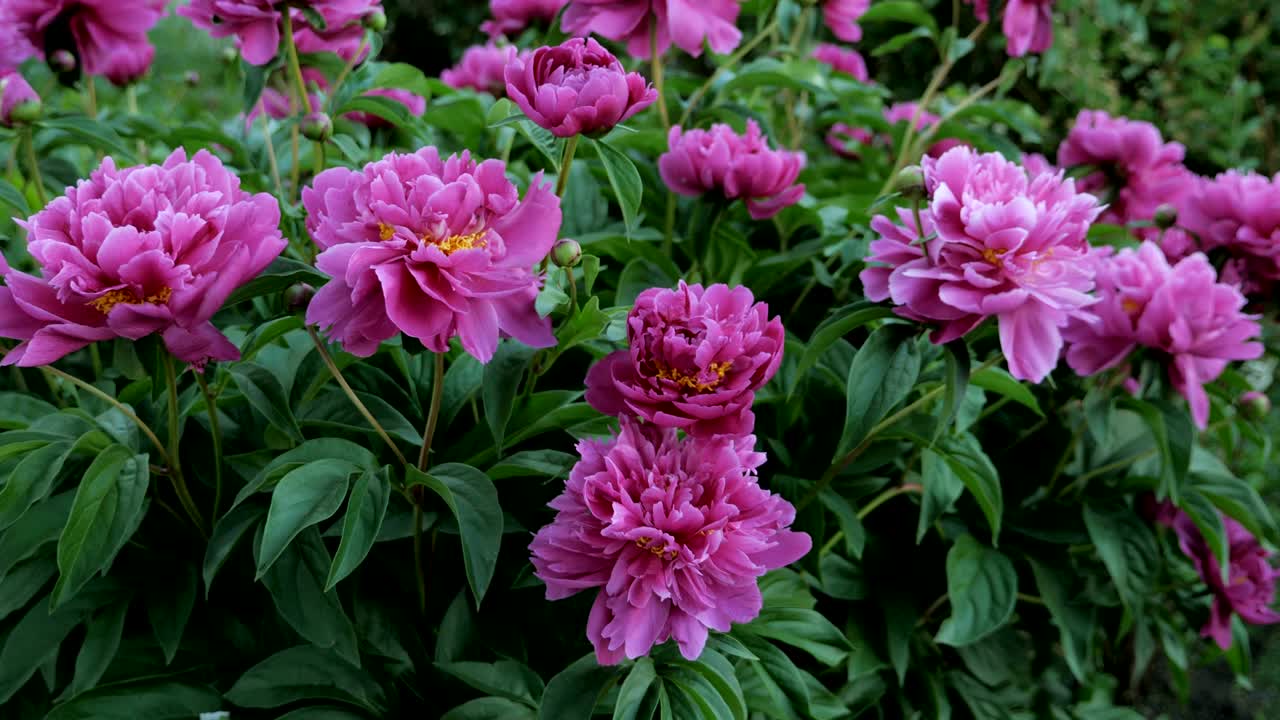 Red peonies in the garden. Blooming red peony. Group of red peonies