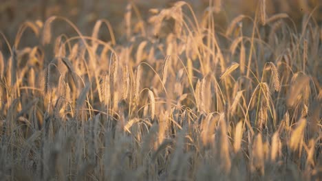 ripe golden wheat y the low warm sun at sunset