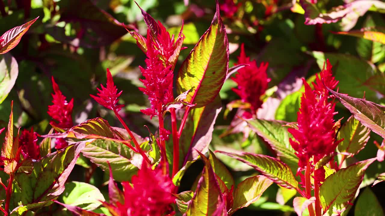 울창 한 초록색 에 활기찬 은 셀로시아 꽃